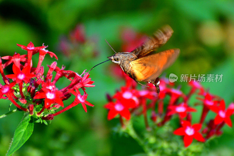 Pentas lanceolata和蜂鸟鹰蛾